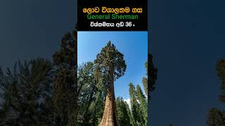 ලොව විශාලම ගස🌲Largest Tree in The World 2023 | Sinhala Informator #foryou  #information