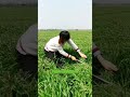 Cut wheat seedlings #farming#enjoyrurallife#nature#rurallife#vegetables#gardening#agriculture