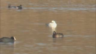 Smew Mergellus albellus drake preening