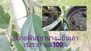 EP7| ขยายพันธุ์ย่านางแบบชำเถา บั่นเถาเร่งรากผล 100%