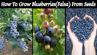 How To Grow Falsa( Blueberry)Plant from Seeds |  Grow Phalsa in Pots | Love For Garden