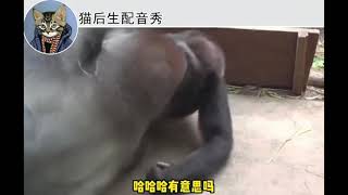 #搞笑配音  大猩猩两口子搞笑对话，像不像你老婆问你交过几个女朋友