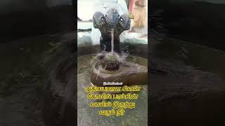 சிவனுக்கு பாம்பு அபிஷேகம் செய்யும் அதிசயகோவில் #sivan #lord #mahadevar #adhisayakovil #short #shorts