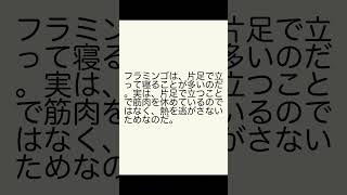 睡眠の秘密：イルカ、フラミンゴ、コアラの意外な寝方！