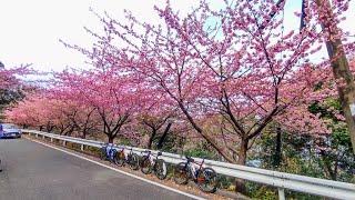 四浦半島河津桜ライド2023 3 4