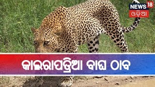 Bhubaneswar: ପଳାଶପାଲ୍ଲୀରେ କାଲରାପତ୍ରିଆ ବାଘ ଠାବ,ବାଘ ଧରିବା ପାଇଁ ବନ ବିଭାଗର ପ୍ରୟାସ ଜାରି |MADHYAHNA ODISHA