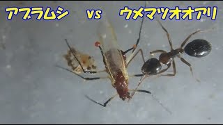 ◆アブラムシvsウメマツオオアリ◆アブラムシの防衛策；角状管と警報フェロモン【自作アリ飼育セット・蟻の巣】【自由研究・昆虫観察】【捕食グロ注意】