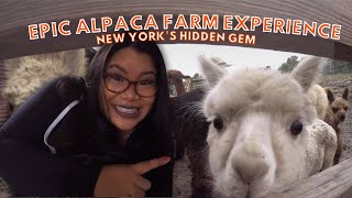 An Alpaca Farm Adventure That Gives Joy Every Time You Watch