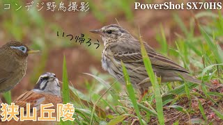 爆音ガビチョウ！ビンズイの見分け方に突然キレるウグイス【高画質/コンデジ野鳥撮影Vlog】