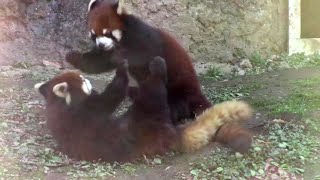 じゃれあうレッサーパンダの子供たち「ランマル＆フジマル」 （多摩動物公園） Red Panda Brother