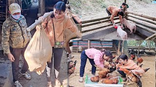 Rural life: single mother sells chickens to get money to buy pigs to raise _Ly Thanh Thuy