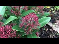 skimmia japonica