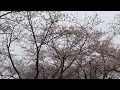 20240405 「さくら」あけぼの山農業公園