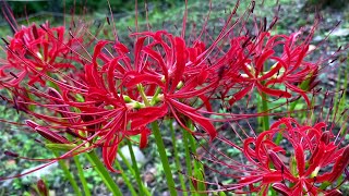 2020/09/16　窪野のヒガンバナ群生地　二分咲き　～愛媛県松山市～