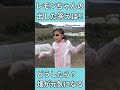 🌏【親子で農業】成長観察しての感想「🍋レモンちゃんは何を思う❓️」 🌈にじいろ農園 農業 農業女子 親子で農業 家庭菜園初心者 無農薬栽培 親子で農業