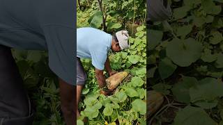 வெள்ளரிக்காய் விதை வேண்டுமா?? Do you want cucumber seeds? #agriculture #farming #cucumber