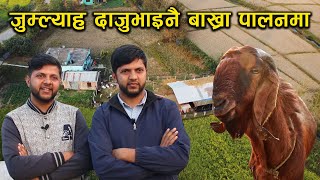 जुम्ल्याह दाजुभाइनै बाख्रा पालनमा रमाउदै - Goat farming in Nepal