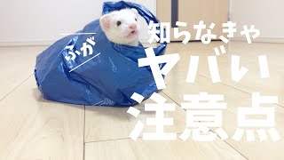 フェレットを迎える前に知らなきゃヤバい！５つの注意すること【飼育方法】