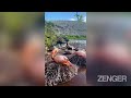 flamingos return to galapagos island after 20 year gap