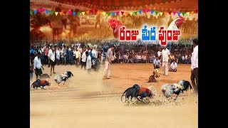 Sankranthi Celebrations | Kodi Pandalu and Sheep Fight Competitions Held | in State