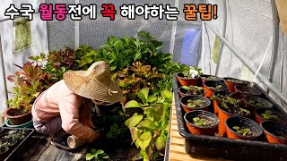 수국 월동 못하는 식물들 들이기 전에 필수! 나중에 후회 합니다.