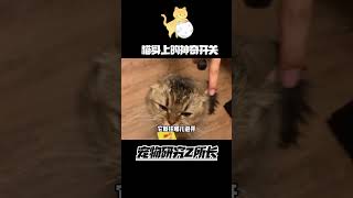 猫身上的神奇开关