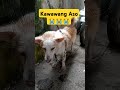 Kawawang Aso😭#doglover #furmom #fypシ゚viral #fypシ゚#shortsfeed #shortsvideo #shorts #fyp #viralshorts