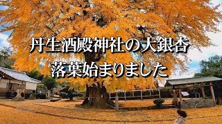 丹生酒殿神社境内の大銀杏②(和歌山県かつらぎ町三谷)2019.12.04