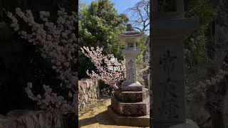 【05 長谷寺】季旺先生の神社仏閣巡りツアー【奈良】#shorts