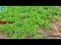 கொத்தமல்லி விவசாயம் coriander cultivation in tamil seeds to harvest completely agronomy channel