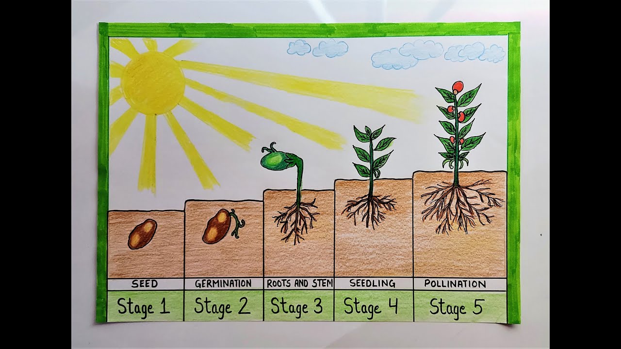 Life Cycle Of A Seed For Children