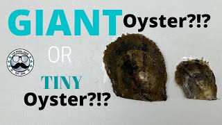 Jumbo Oyster or Mini Oyster??? (Reveals 8854 - 8874)