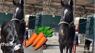 Horse riding lesson 🇯🇵Japan  Horses look closely at humans👀 give \u0026 take ❤️