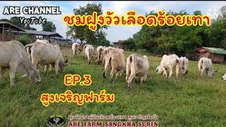 EP.3 ชมฝูงวัวบราห์มันเลือดร้อยเทา สูงเจริญฟาร์ม SY FARM