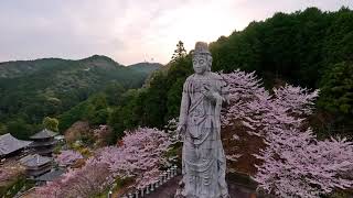 令和5年　桜満開の壷阪寺