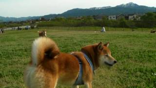 柏崎ドッグラン2010　柴犬ジロー　Shiba inu