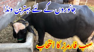 گائے بھینس کےلئے بہترین ونڈا || Best feed for cows 🐄 and buffaloes 🐃