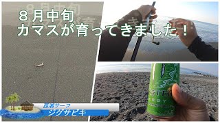 8月中旬　西湘サーフでジグサビキ　カマスも育ってきているようです　小っちゃいクエも釣れた！