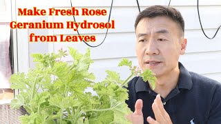 Make Rose Geranium Hydrosol from Fresh Leaves. Benefits and Uses of Geranium Hydrosol.