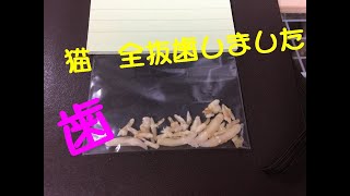 【抜歯手術】退院しました