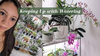 How to Keep Up with Watering your Indoor Orchid / Plant Collection - 200+ Orchids |  Part 1