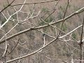 ヒガラの囀り　birdsong　coal tit