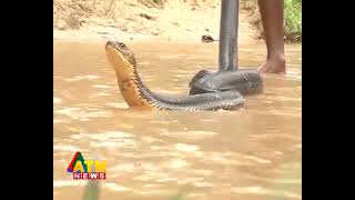 সিলেটে ভয়ঙ্কর সাপ । KING COBRA SNAKE