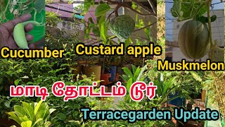 Terrace garden tour || maadi thotam | மாடி தோட்டம் டூர் || Fruit trees in terracegarden