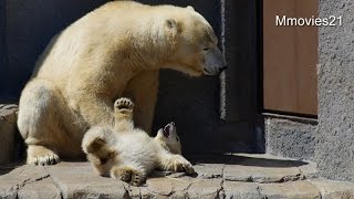 Polar Bear cub gets cranky 寝ぐずり　ホッキョクグマのこぐま