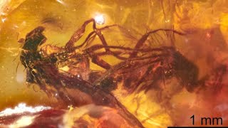 Two Prehistoric Flies Captured Mating in Fossilized Amber