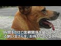 ツンデレ譲渡犬ニコラスくん