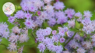 In the Garden: 'Dondo Blue' Ageratum - Ornamental Cut Flower Gardening