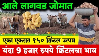 यंदाही आले लागवड जोमात | अद्रकला नऊ हजार रुपये क्विंटल भाव | Ginger Cultivation | महाराष्ट्र शेतकरी