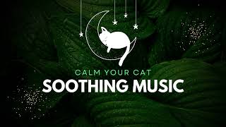 Purrfect Harmony: Relaxing Melodies for Content Cats 🐱🎵 | Cat TV